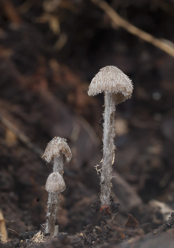 Entoloma dysthales